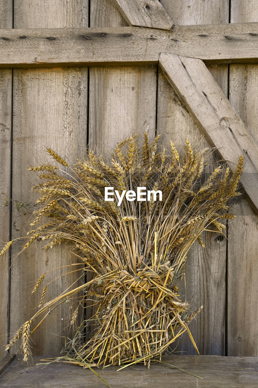 A bunch of grain on weathered wooden barn door background. triticale cereal plant of wheat and rye. 