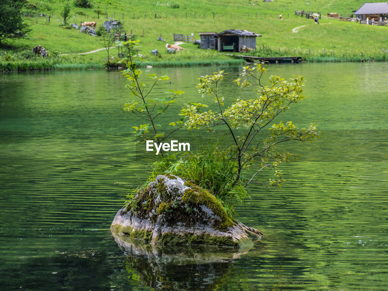 SCENIC VIEW OF LAKE BY TREES