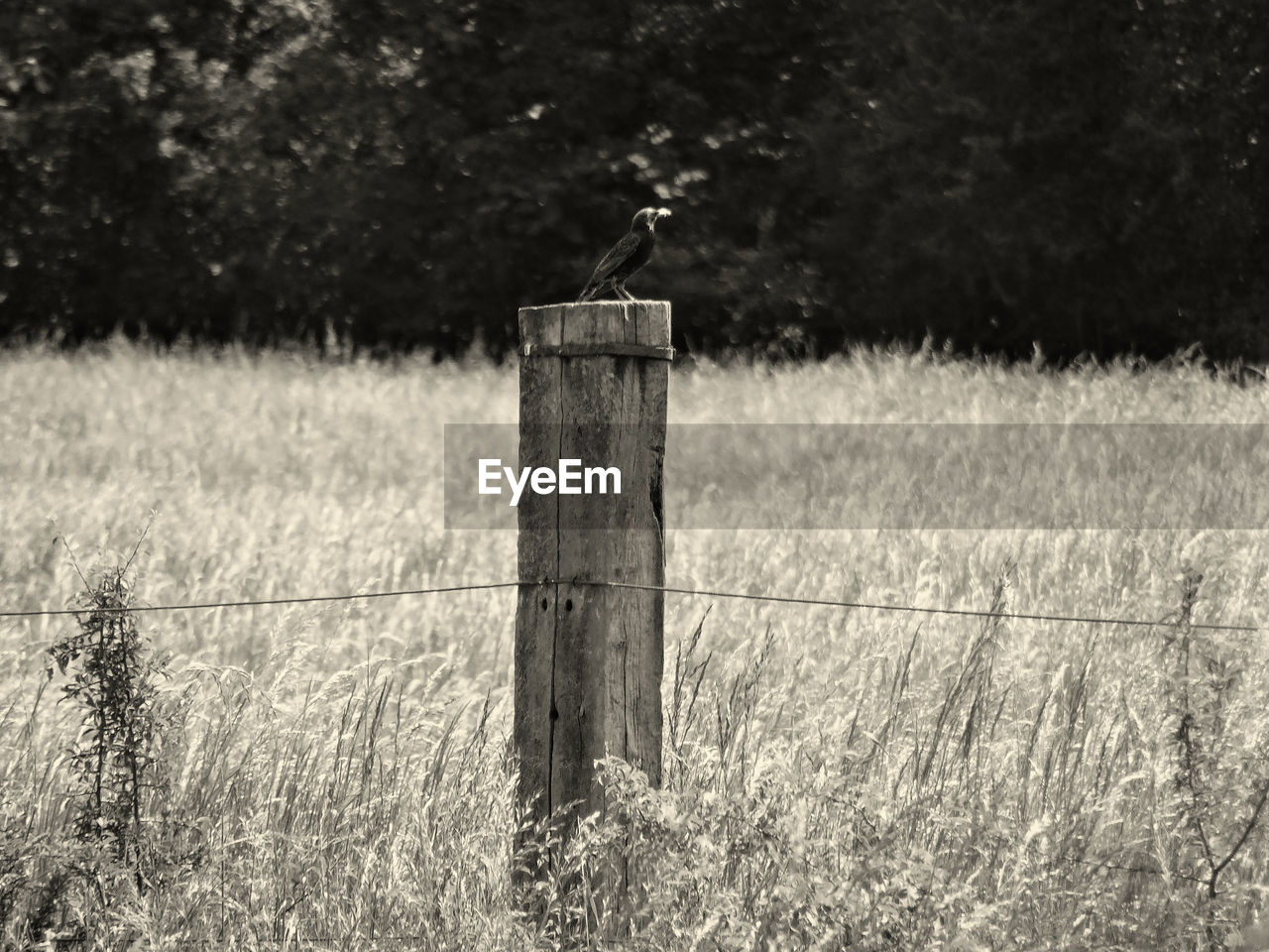 plant, rural area, grass, field, land, fence, black and white, nature, no people, wood, day, protection, security, barbed wire, monochrome, monochrome photography, landscape, tree, tranquility, post, wooden post, outdoors, wire, tranquil scene, rural scene, environment, prairie, growth, sunlight, focus on foreground, metal