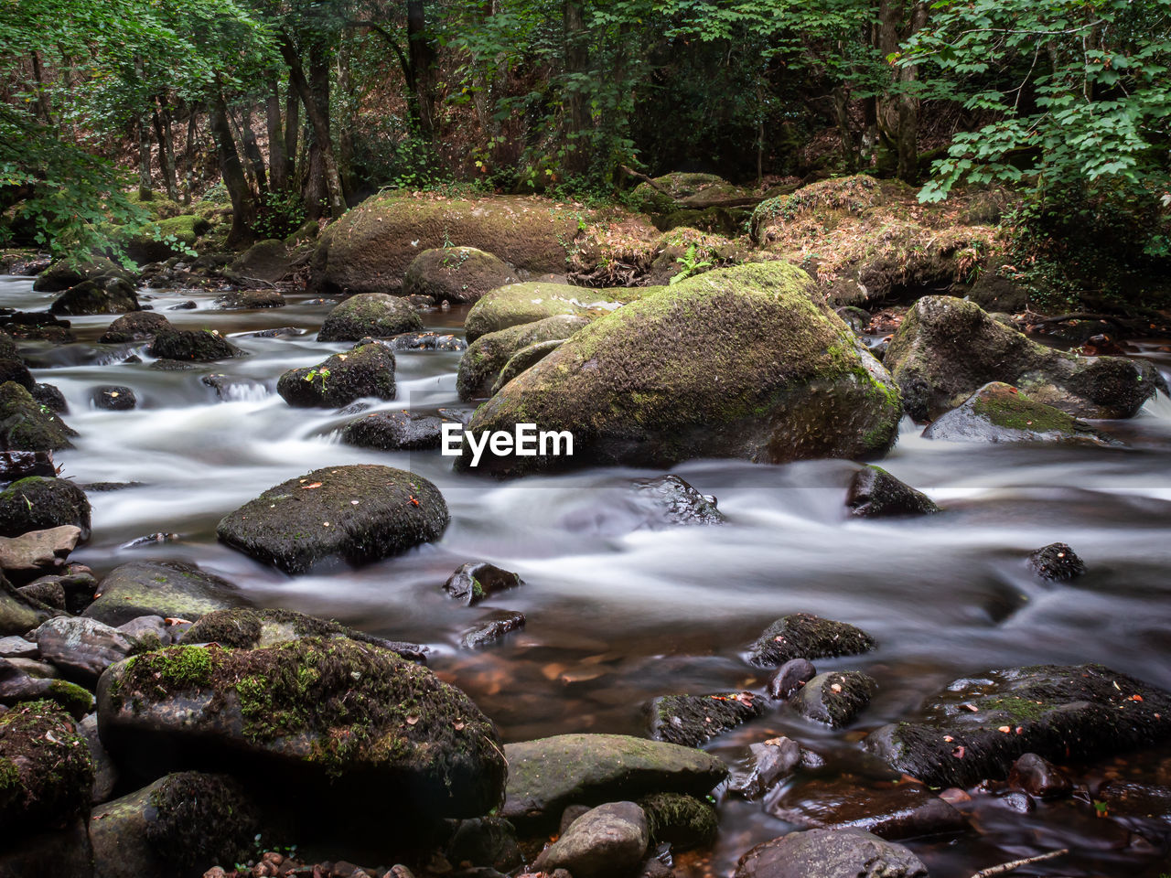 river, stream, water, beauty in nature, wilderness, forest, tree, nature, body of water, creek, plant, rapid, watercourse, land, scenics - nature, rock, natural environment, flowing water, autumn, motion, woodland, no people, flowing, environment, leaf, long exposure, tranquility, water feature, stream bed, outdoors, non-urban scene, rainforest, growth, day, landscape, waterfall, tranquil scene, blurred motion, idyllic, green, moss, wet
