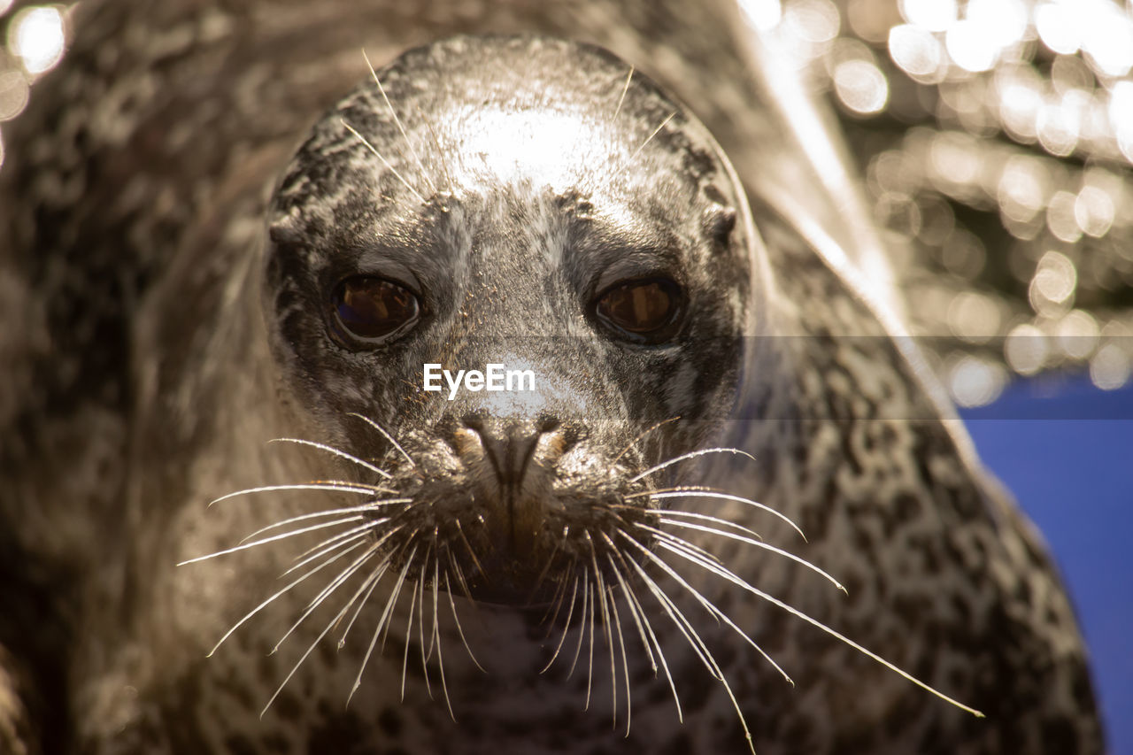 Close-up portrait of a seal 