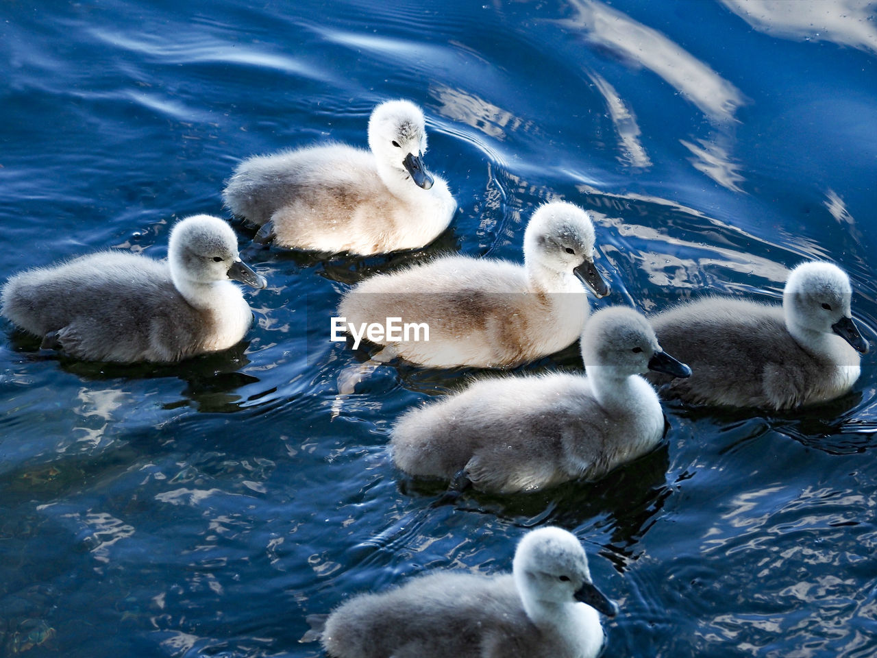 Swans and ducks in lake