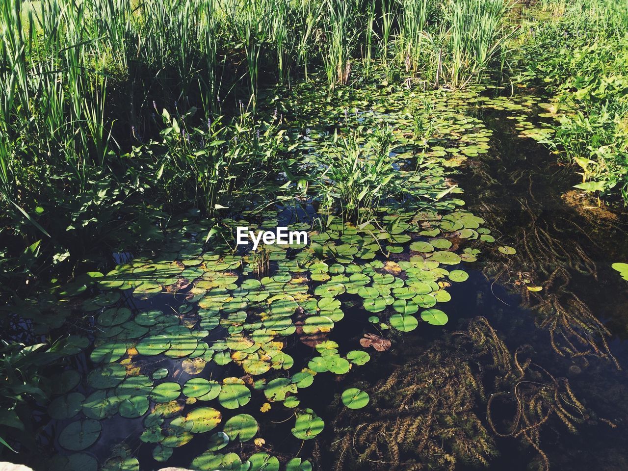 View of lake plants