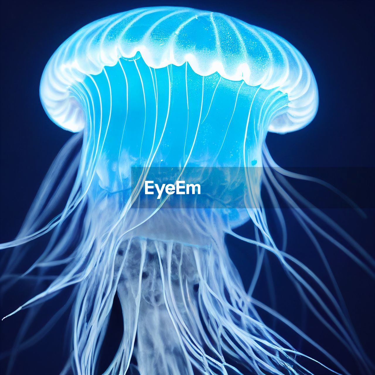 Close-up of jellyfish against black background