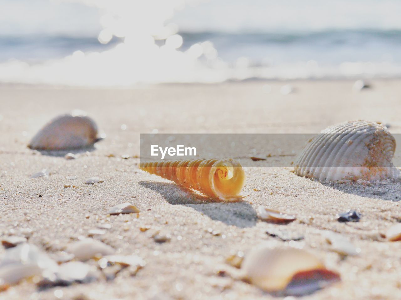 Close-up of seashells on sand at beach