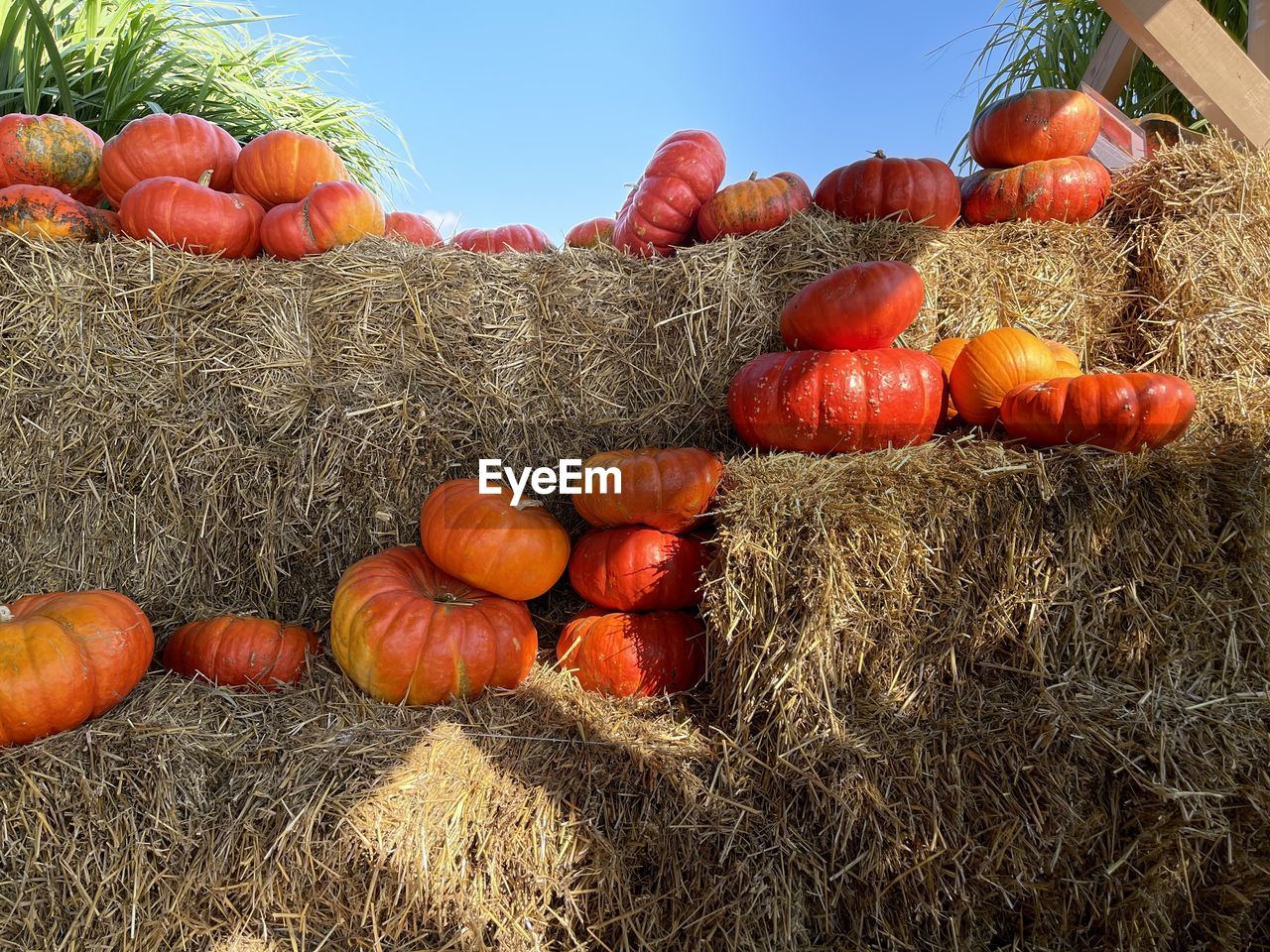 FRESH VEGETABLES WITH ORANGE FRUITS