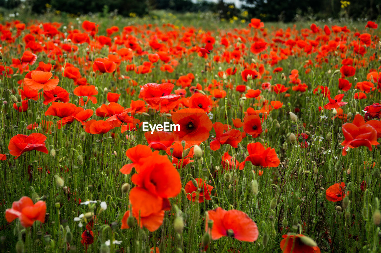 CLOSE-UP OF POPPIES ON FIELD