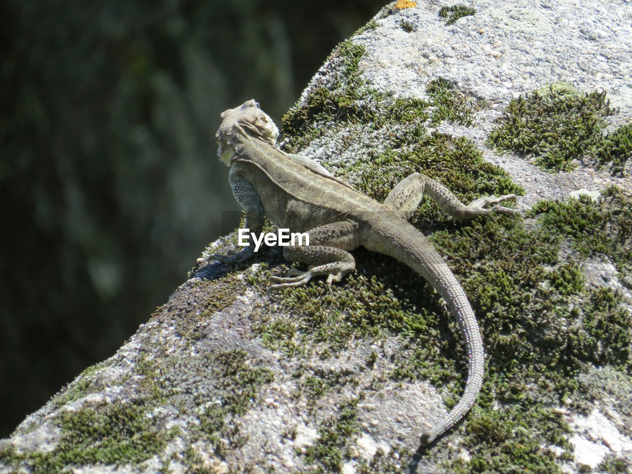 Close-up of lizard on moss covered rock