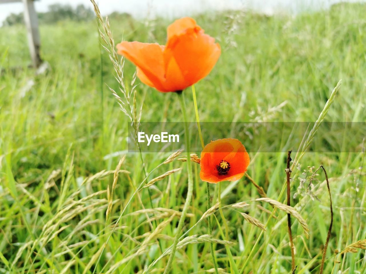 Close-up of orange poppy on field