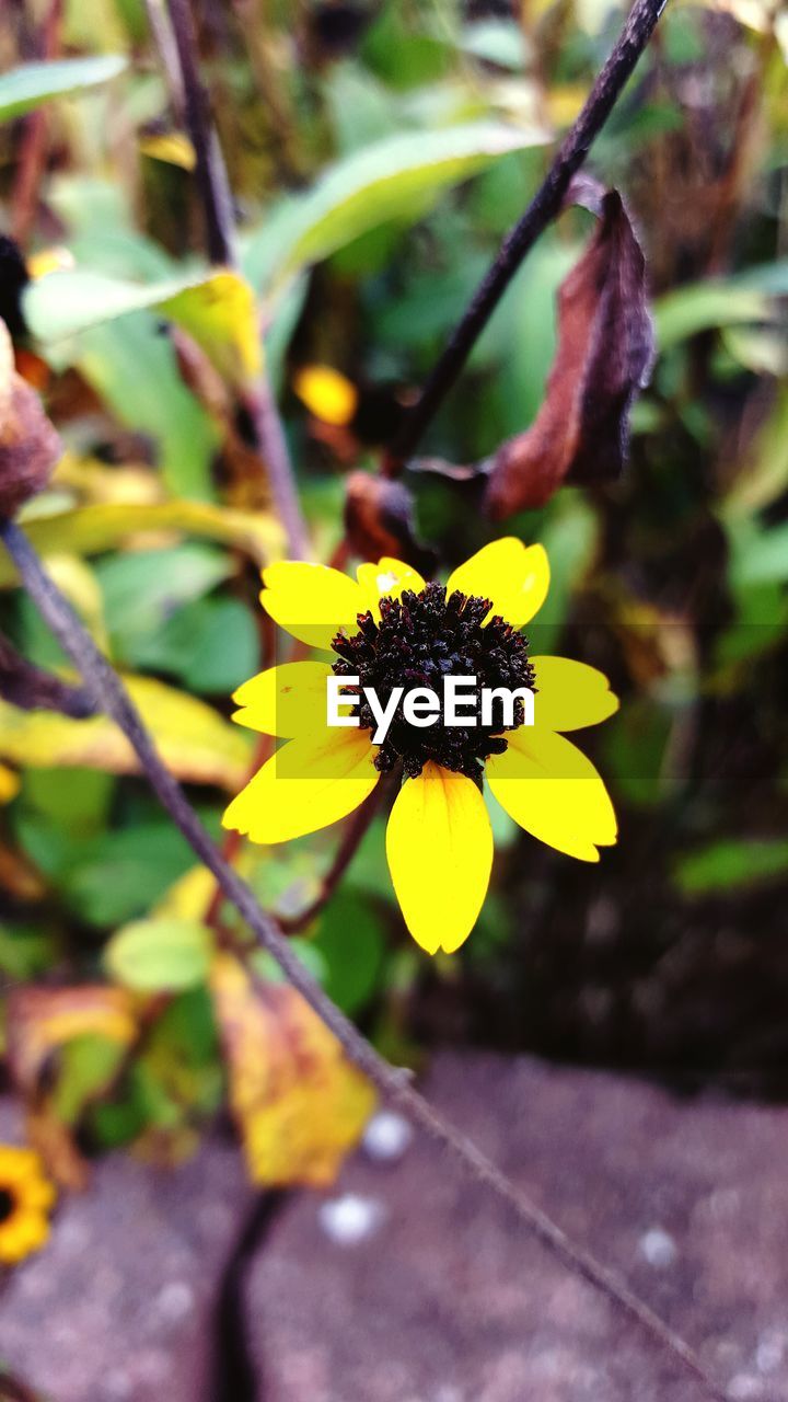 CLOSE-UP OF YELLOW FLOWERS