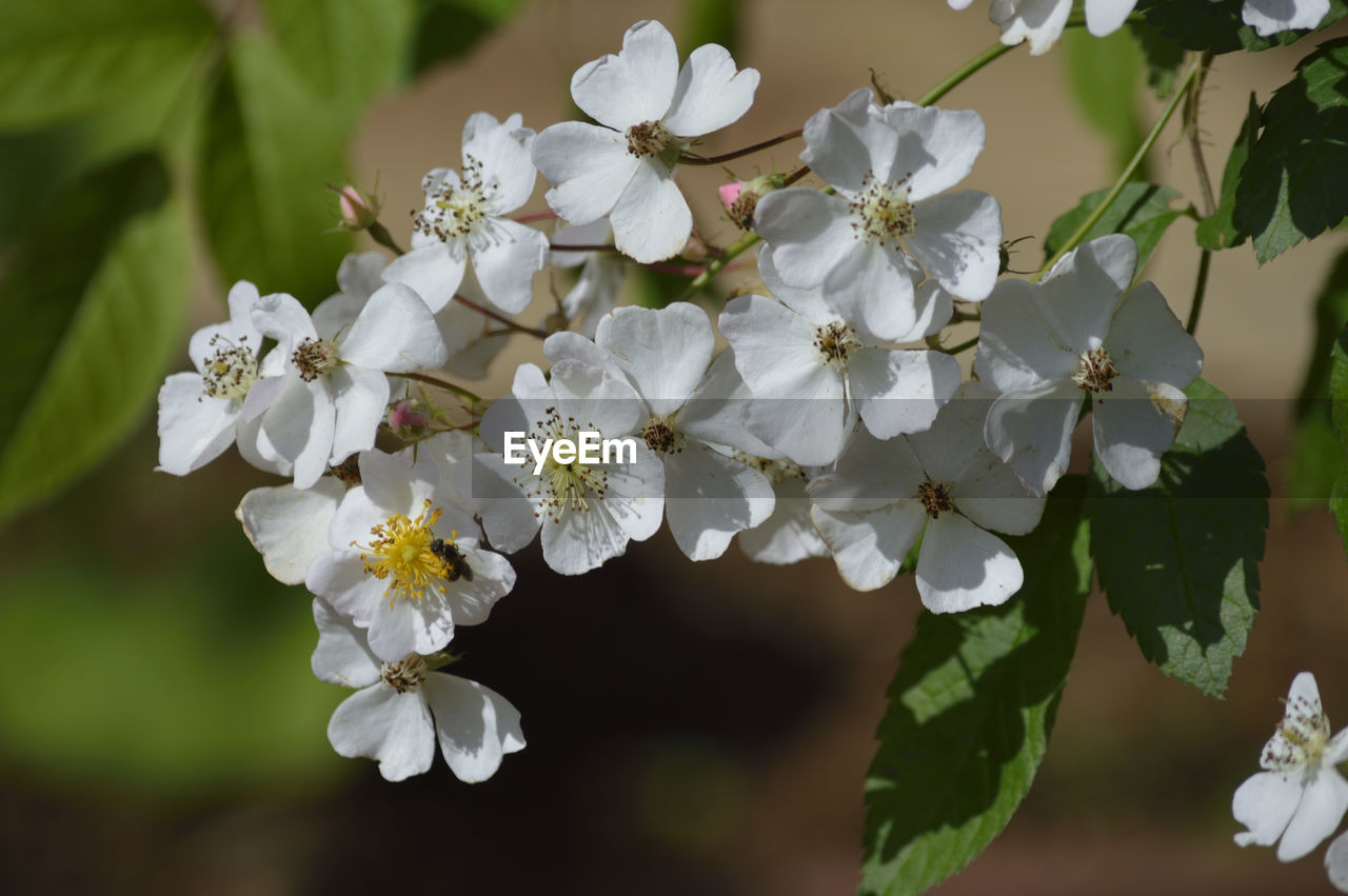 CLOSE-UP OF WHITE CHERRY BLOSSOM FLOWERS