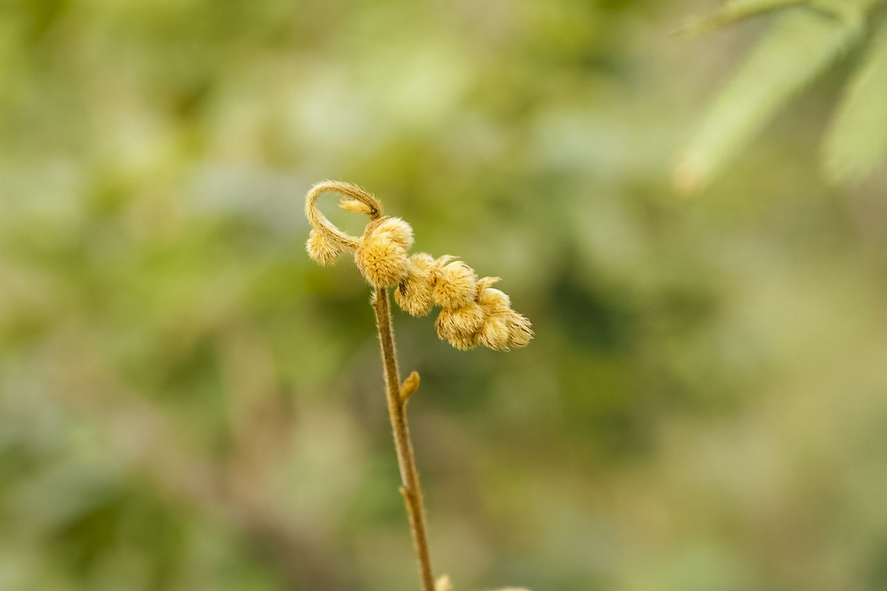 Close-up of buds
