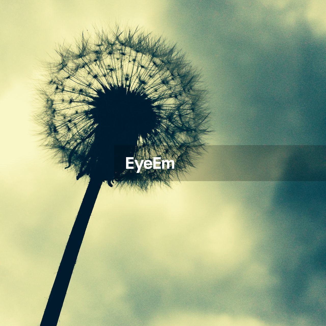 Close-up of dandelion flower against cloudy sky