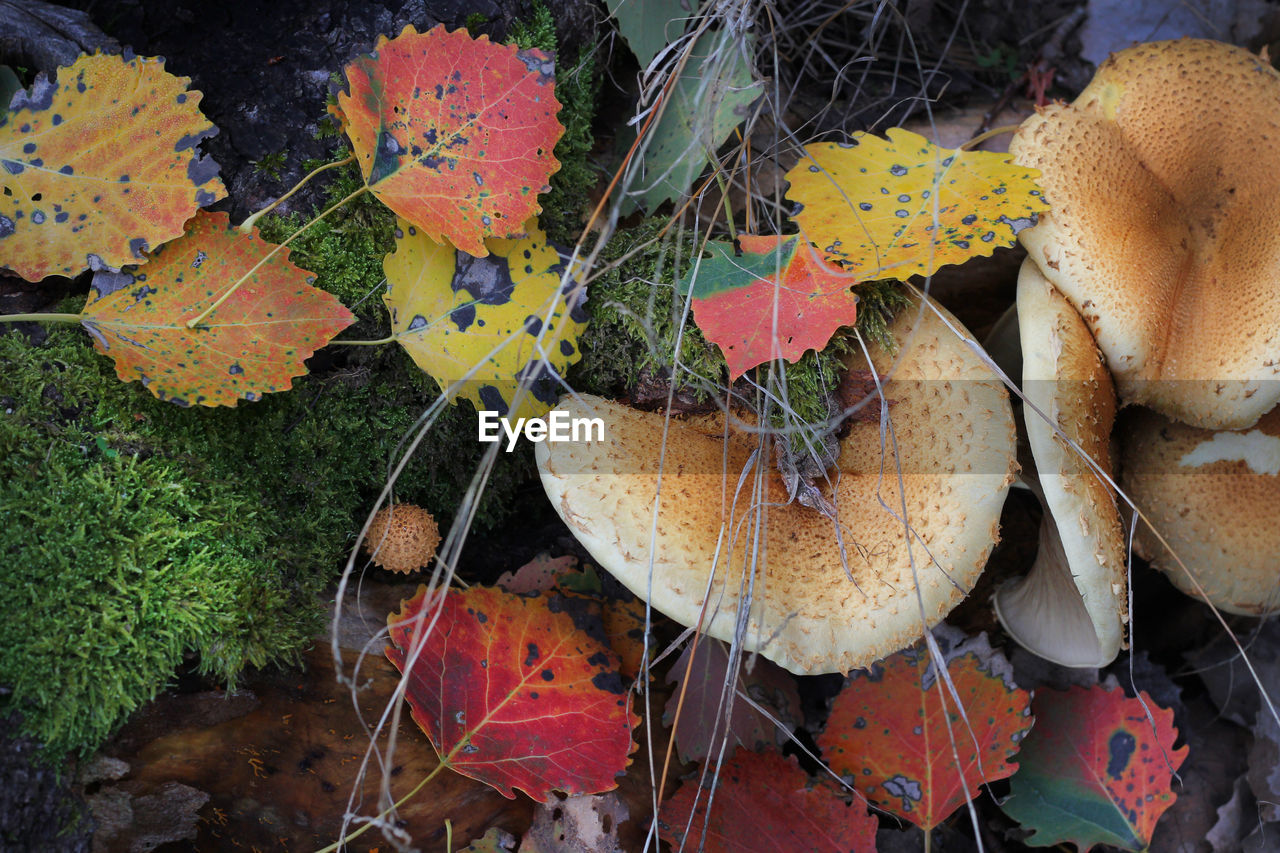 HIGH ANGLE VIEW OF MUSHROOMS ON FIELD DURING AUTUMN