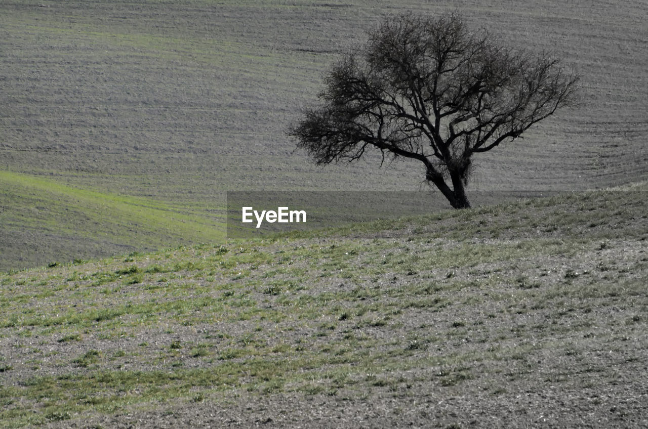 BARE TREE ON LANDSCAPE