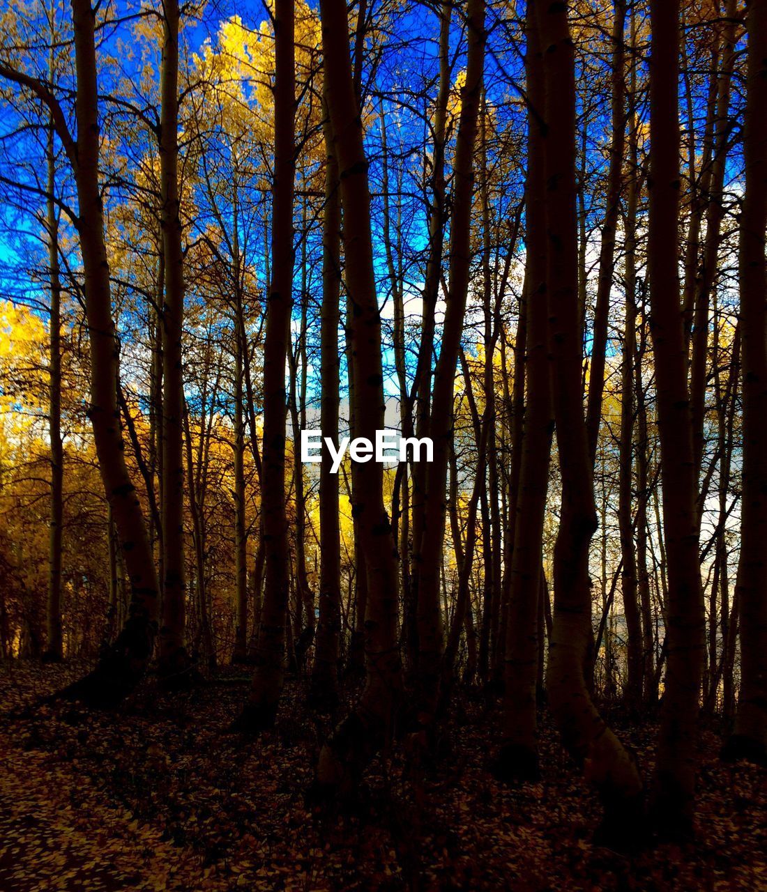 VIEW OF LARGE TREE IN FOREST