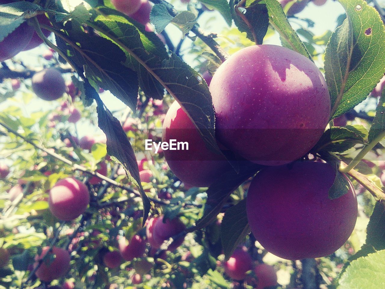 LOW ANGLE VIEW OF FRUITS ON TREE