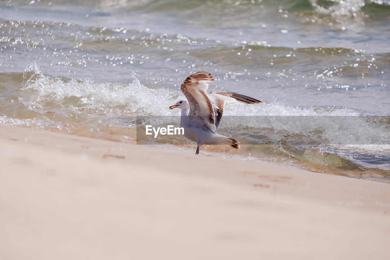 close-up of bird in water