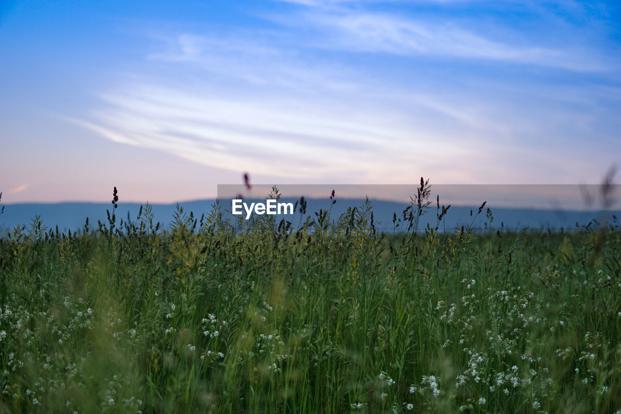 Scenic view of field against cloudy sky