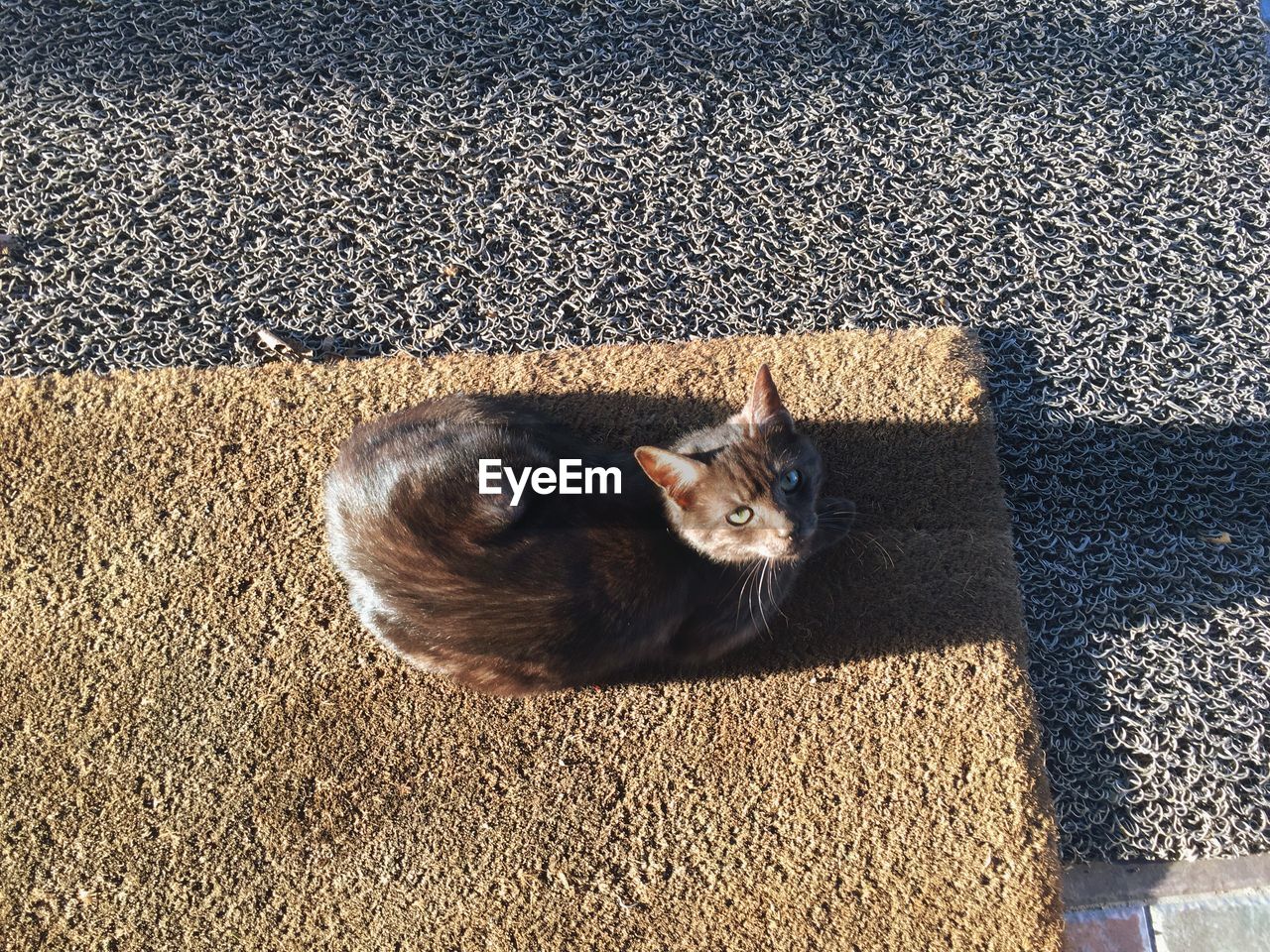 Portrait of cat relaxing on rug