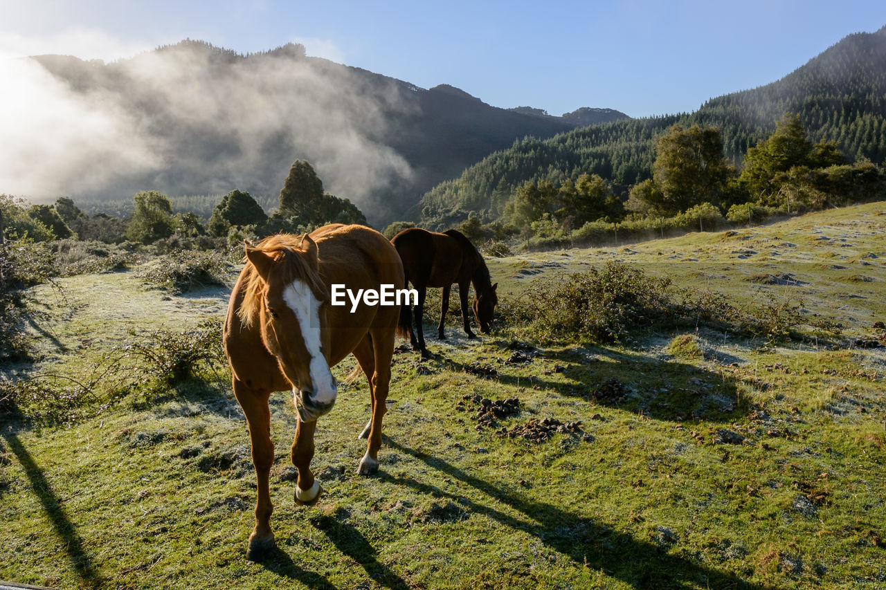 Horses on landscape against sky