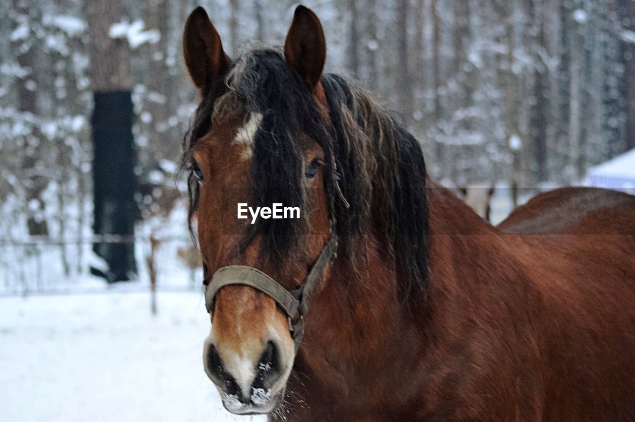 HORSE STANDING ON FIELD DURING WINTER