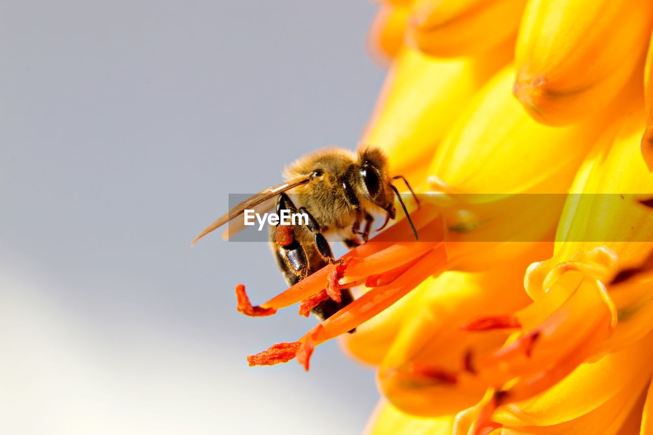 Bee on aloe flowers