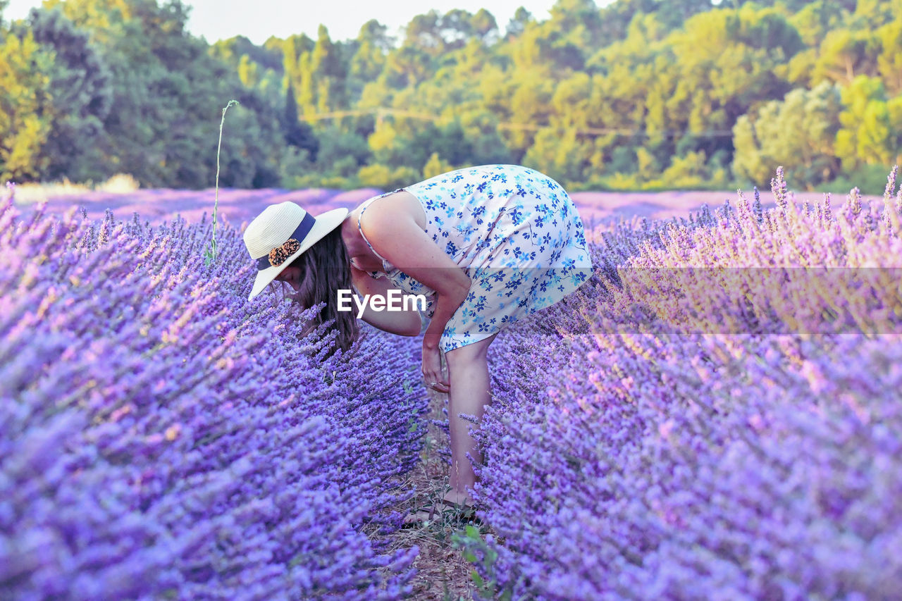 Side view of woman bending amidst lavender flowers