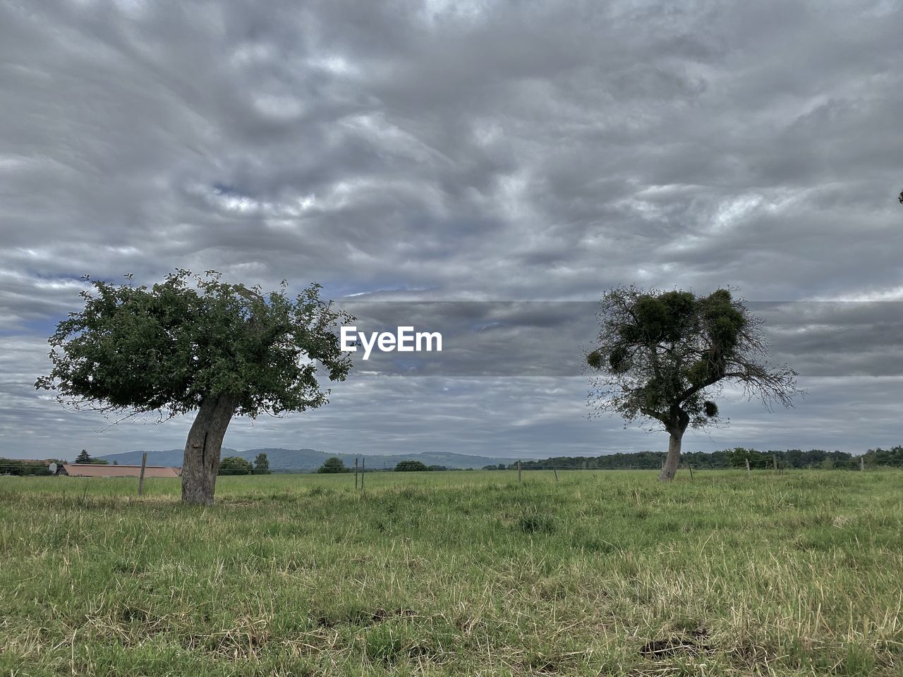 TREES ON FIELD