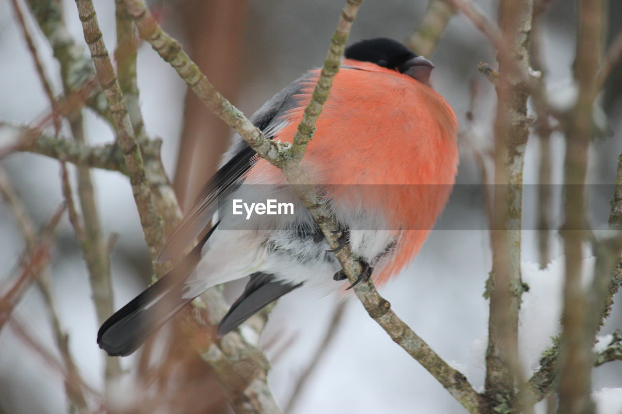 Close-up of bird perching on branch