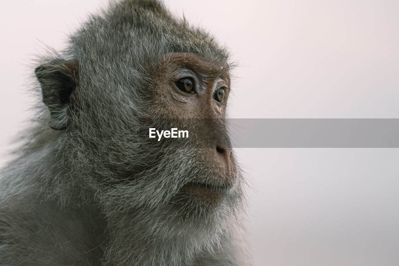 Close-up of a monkey looking away