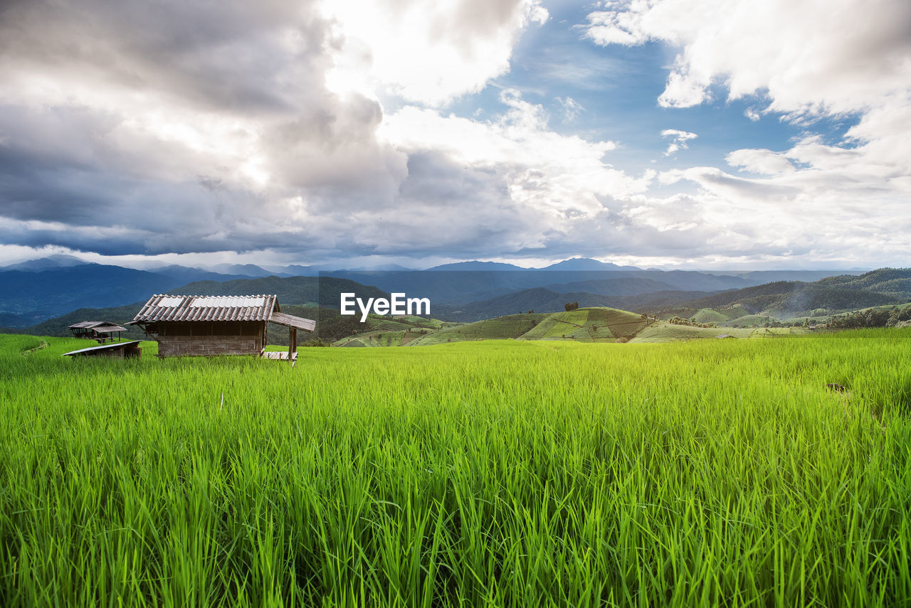 Scenic view of agricultural field against sky