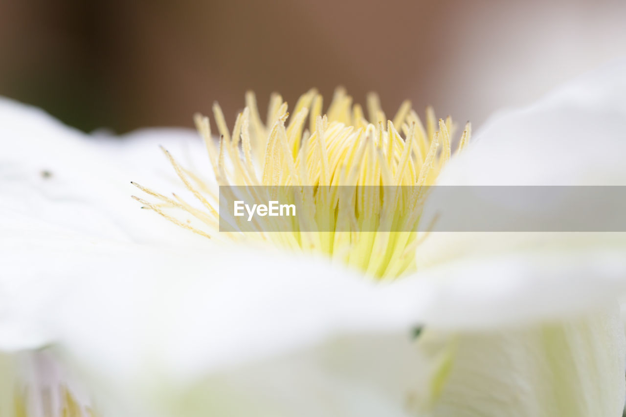 Close-up of yellow flowering plant