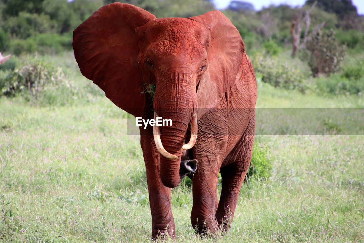 Red elephant