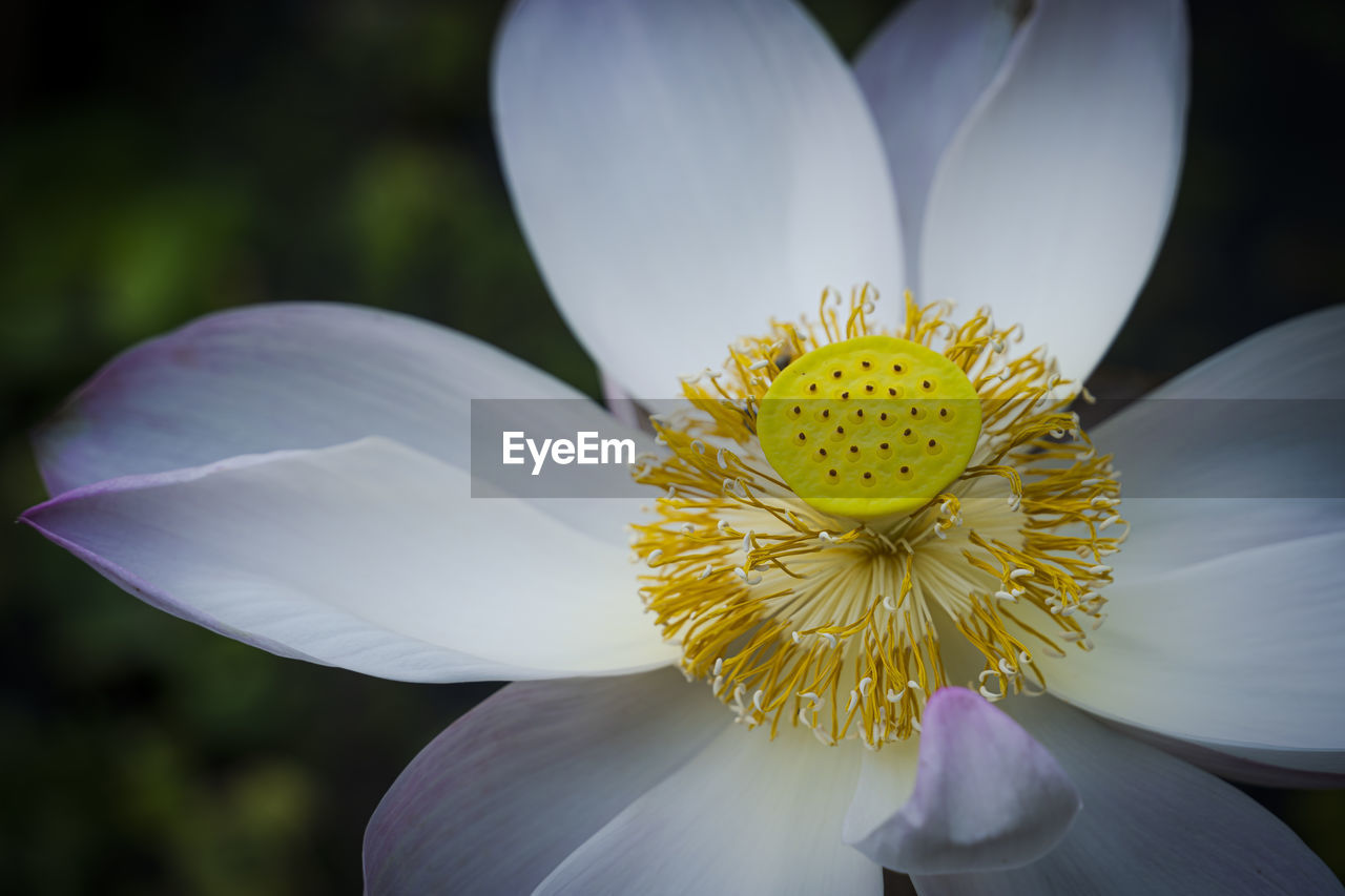 Lotus flowers blooming overlooking gaysorn. close up. see the details.