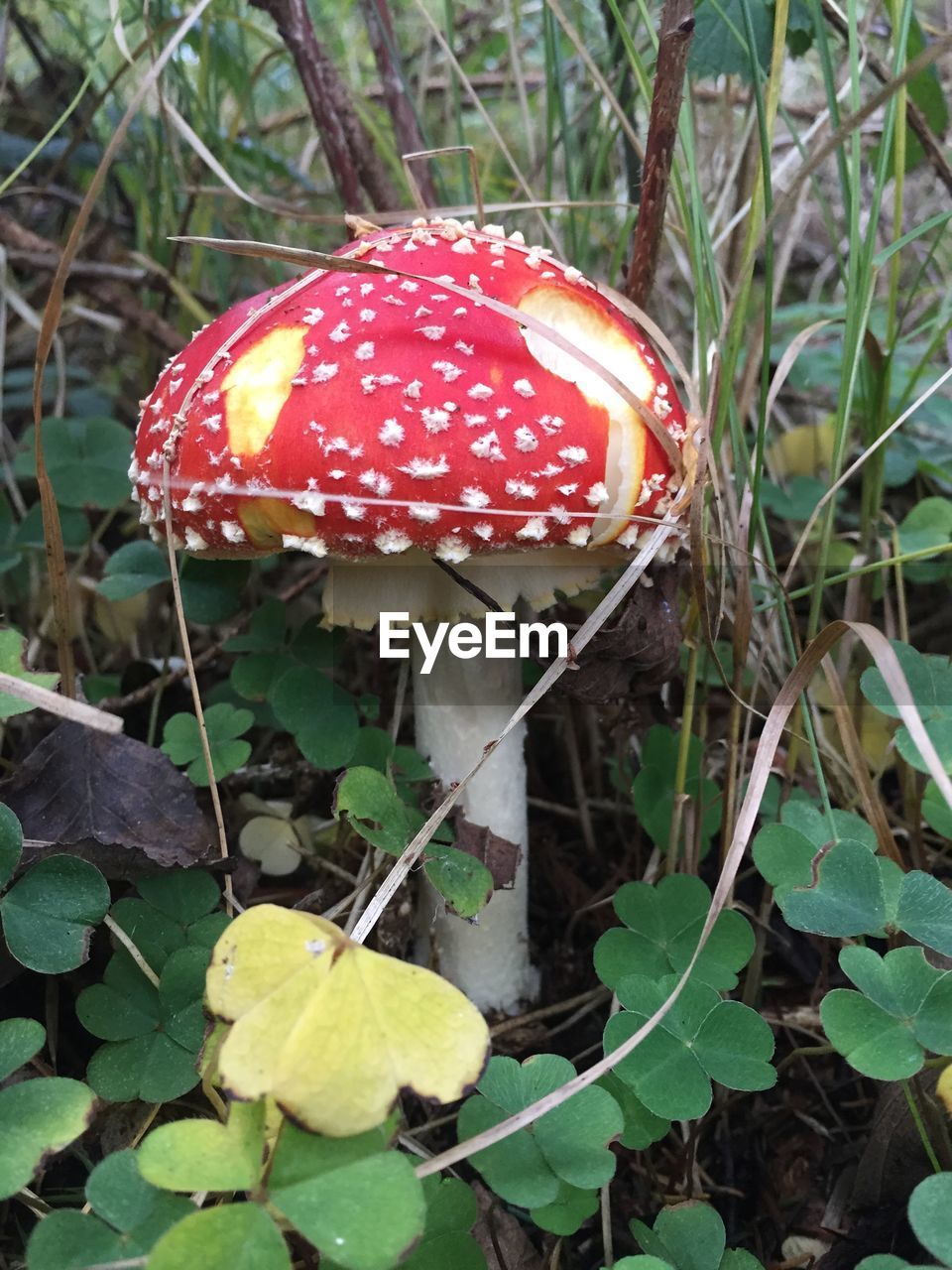 CLOSE-UP OF FLY AGARIC MUSHROOM