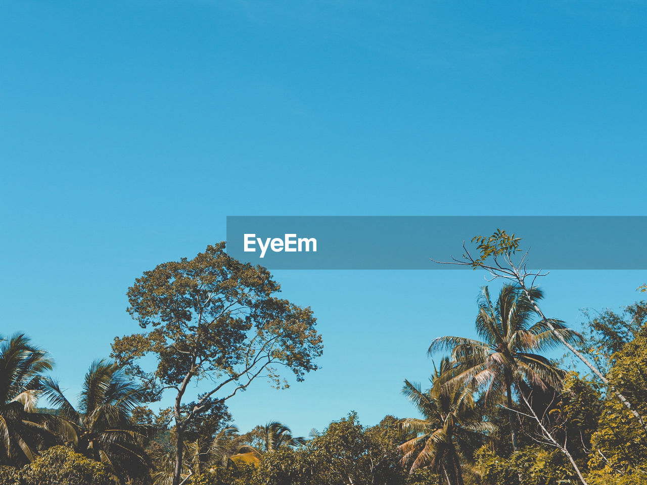 Low angle view of trees against blue sky