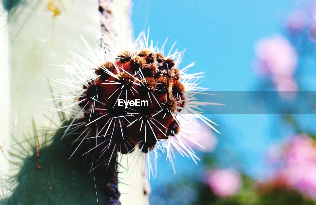 Close-up of cactus growing outdoors