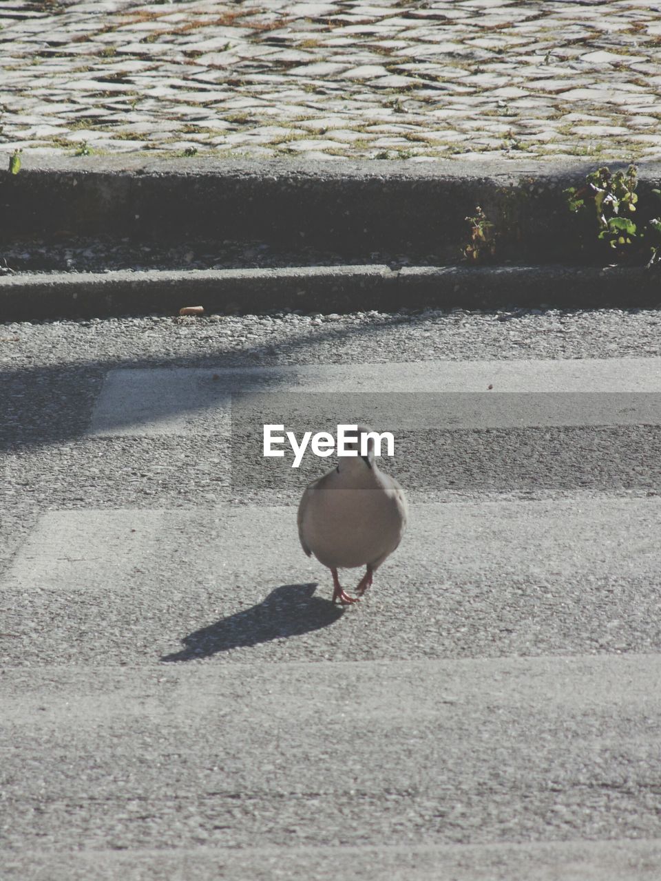 High angle view of dove on zebra crossing