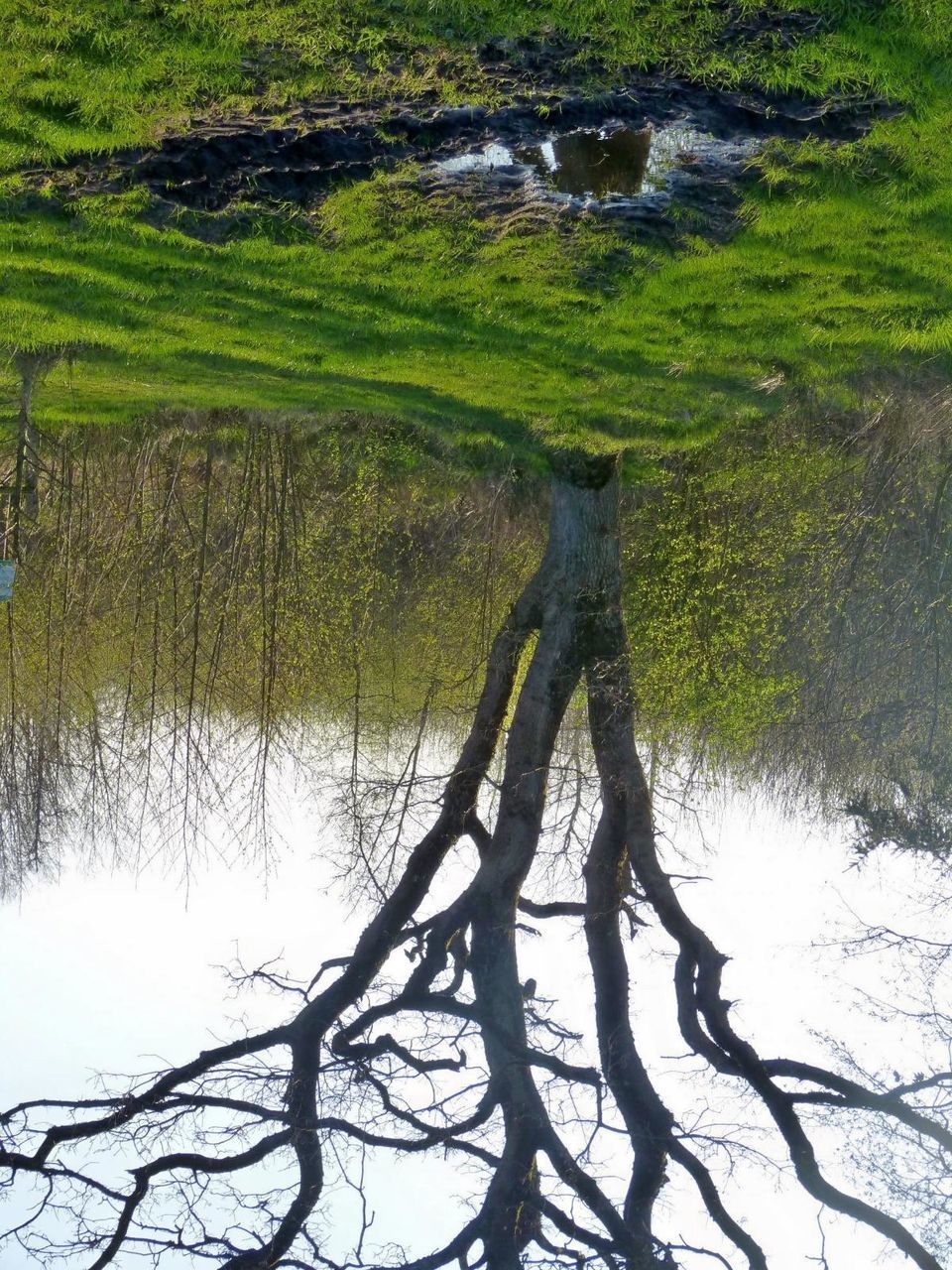 VIEW OF TREE ON FIELD