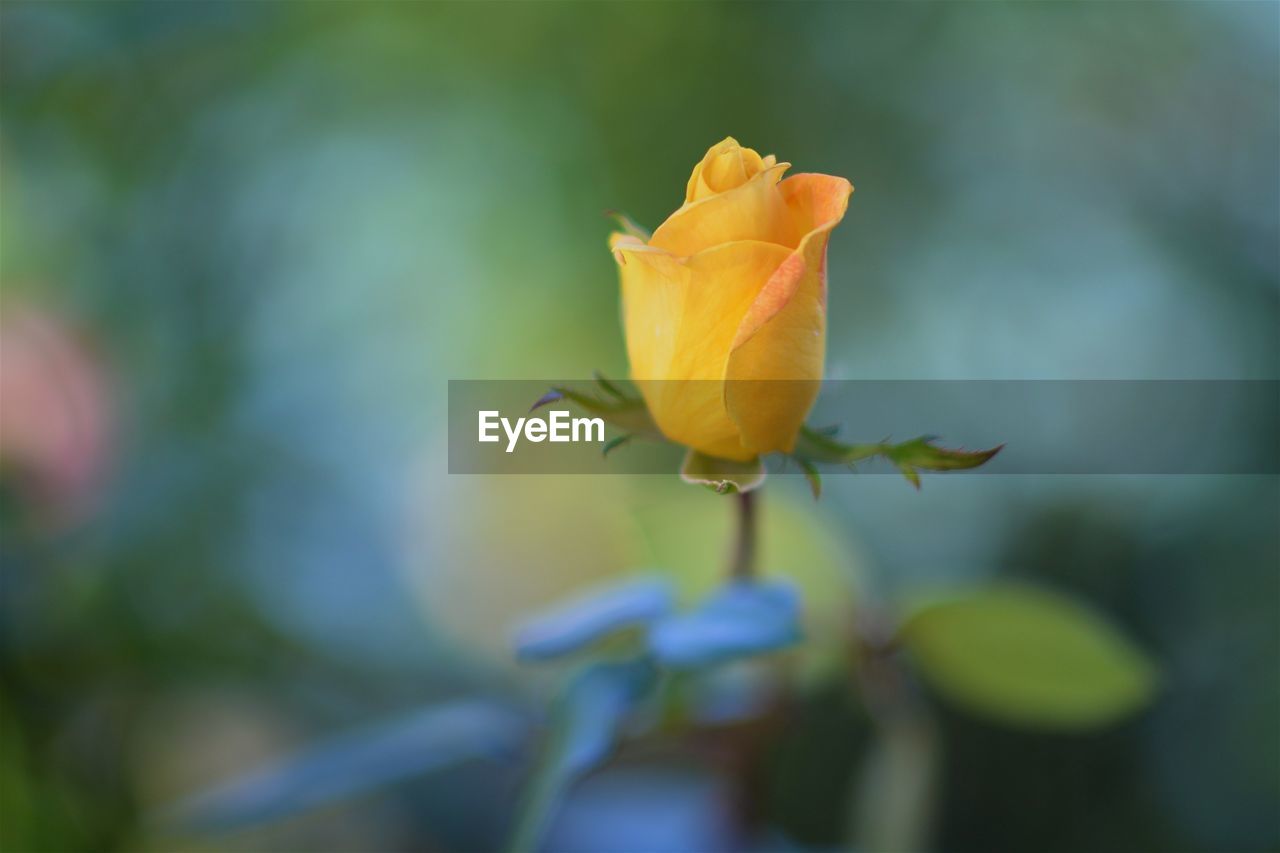 Close-up of yellow rose