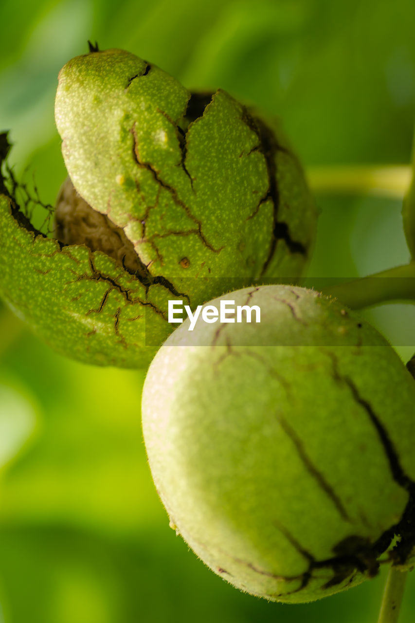 green, food, fruit, healthy eating, food and drink, macro photography, close-up, leaf, plant, flower, freshness, no people, nature, plant part, wellbeing, tree, focus on foreground, produce, branch, growth, outdoors, day, yellow