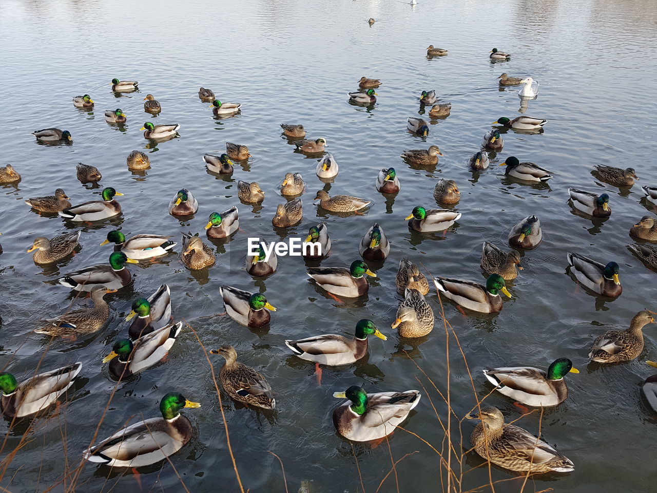 High angle view of birds in lake