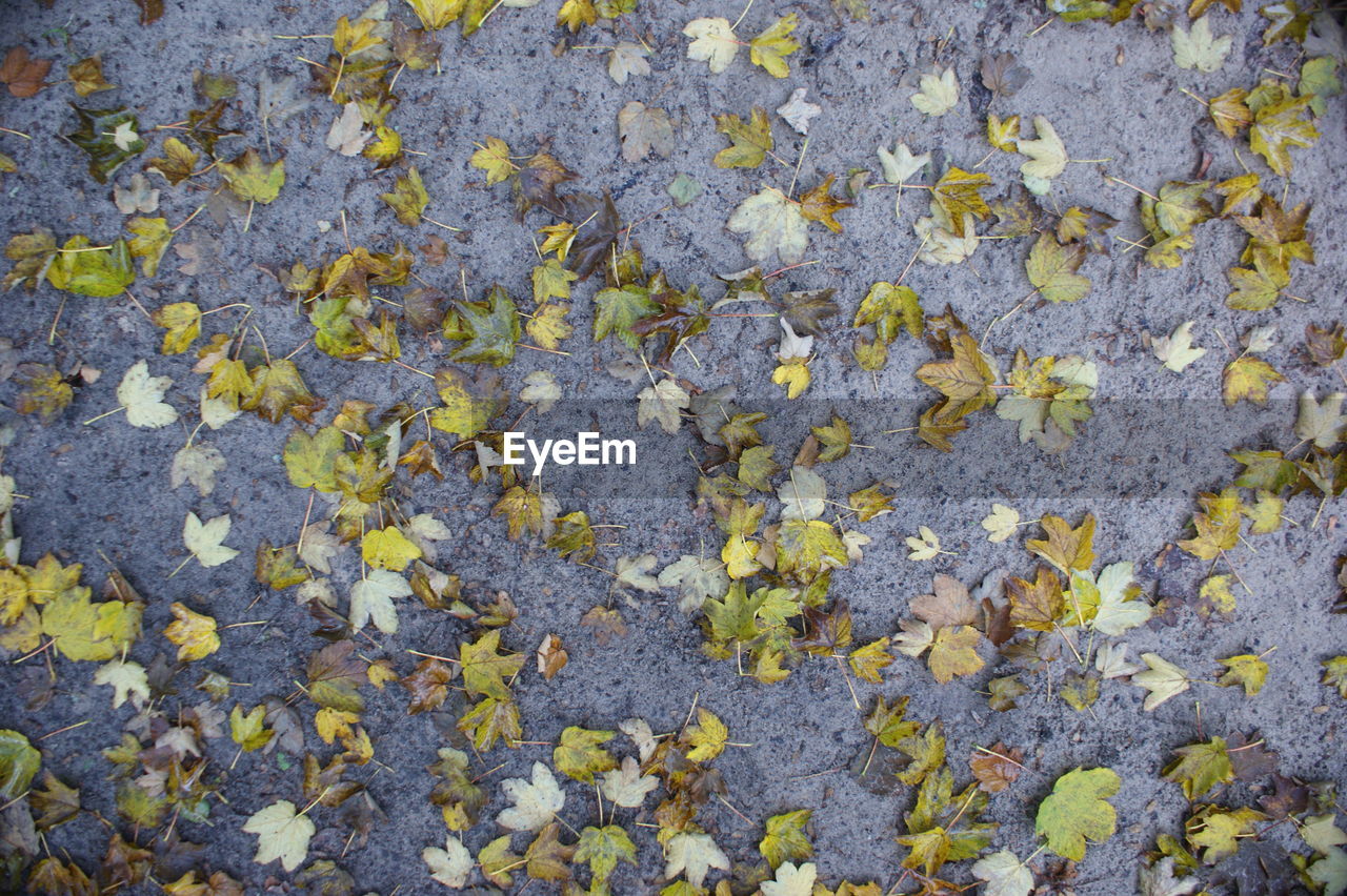 Directly above shot of yellow leaves on field during autumn