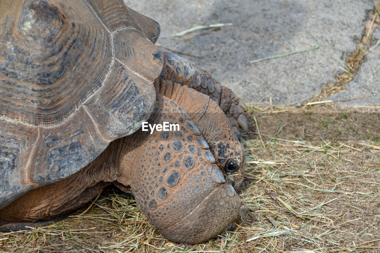 Close-up of tortoise on grass