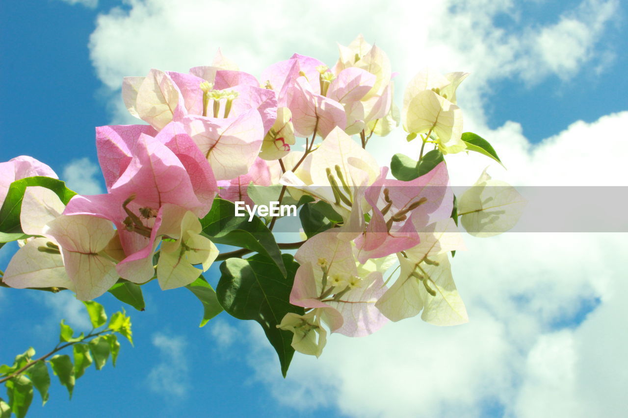 Close-up of bougainvillea blooming against sky