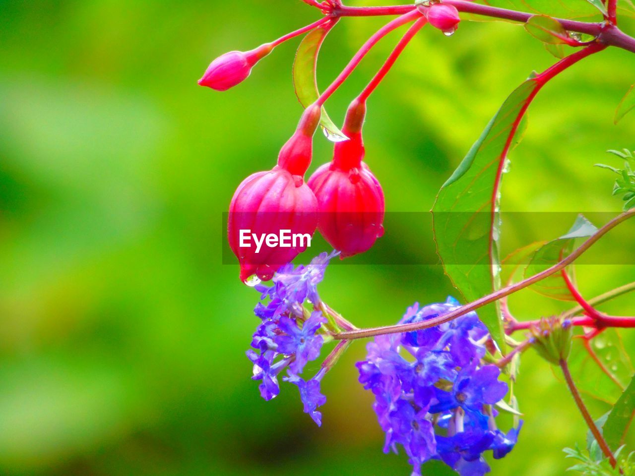 CLOSE-UP OF RED BERRIES ON BRANCH