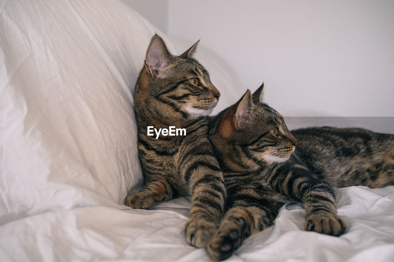 close-up of cat lying on bed