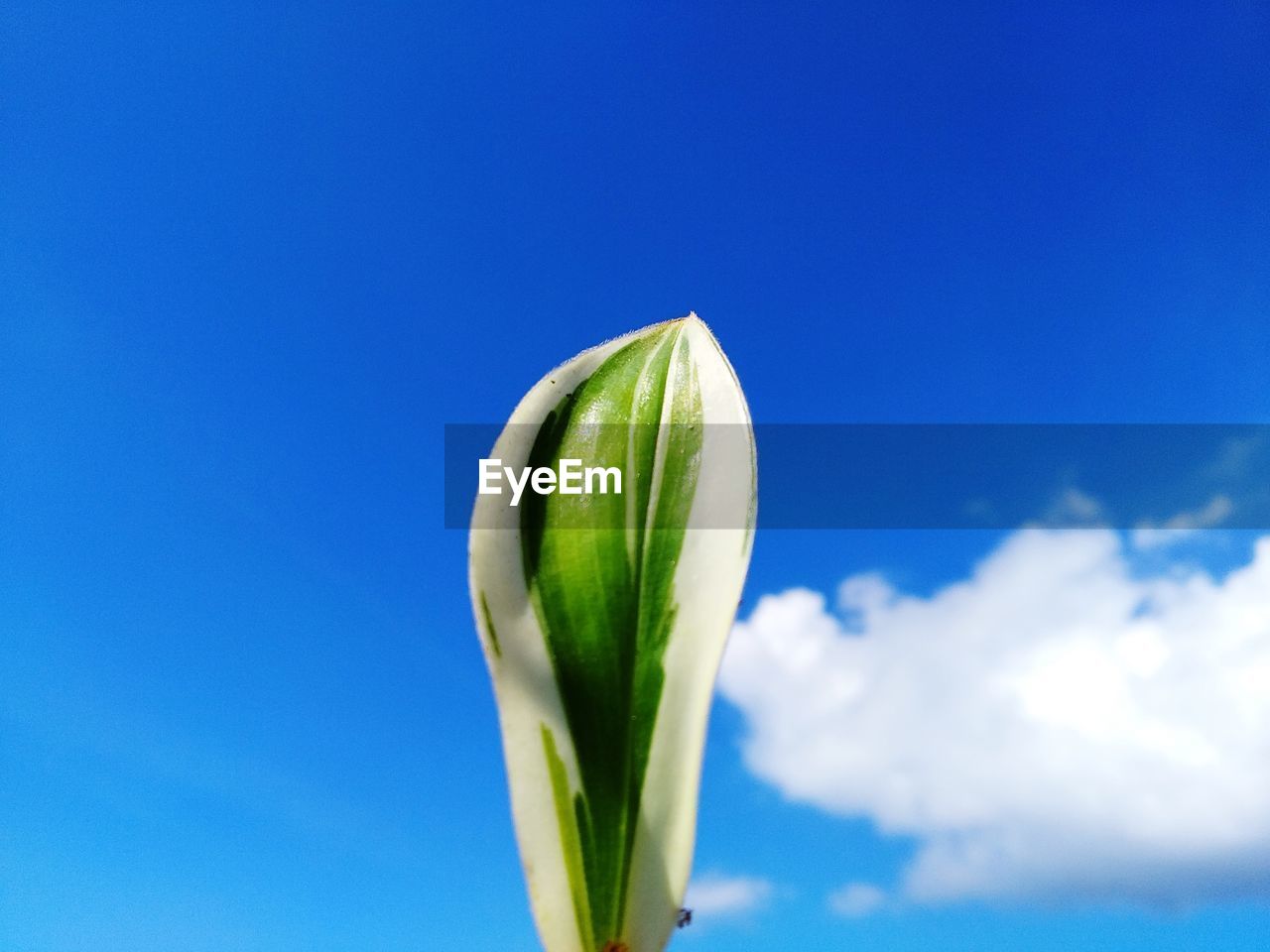 Low angle view of green plant against blue sky