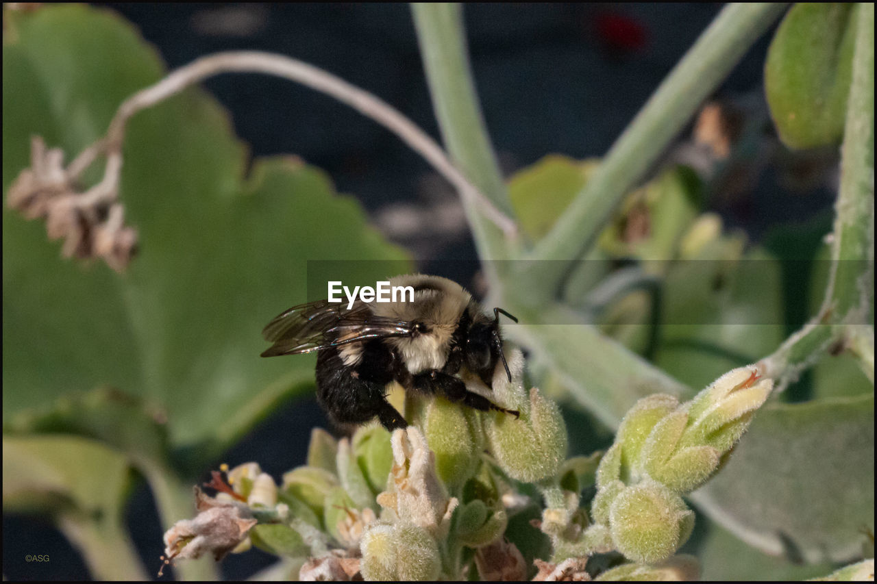 CLOSE-UP OF HONEY BEE ON FLOWER